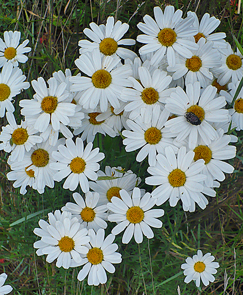 Tanacetum cinerariifolium pyrethre Flora