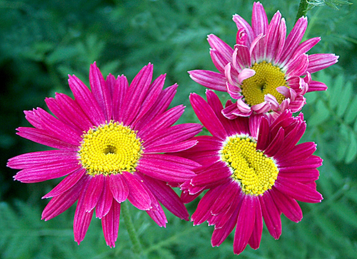 Tanacetum coccineum