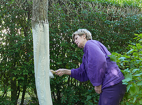 Badigeon Blanc arboricole Mioulane NewsJardinTV