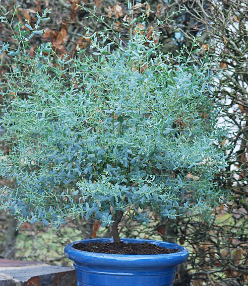 Eucalyptus gunnii France Bleu Rengun