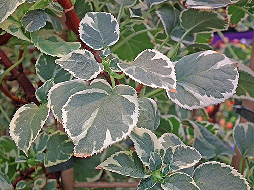Hydrangea petiolaris Silver Lining Flora