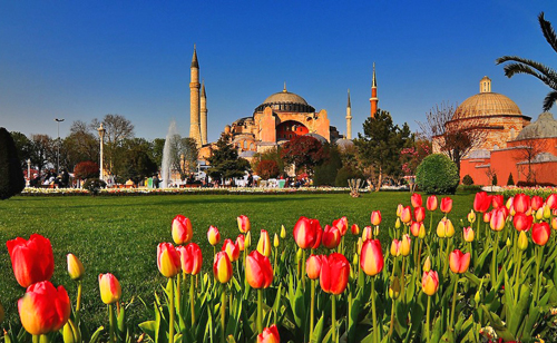Istanbul Turquie Tulipes