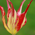 Tulipa acuminata Vignette