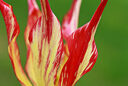 Tulipa acuminata Vignette