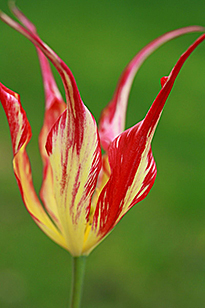Tulipa acuminata Vignette