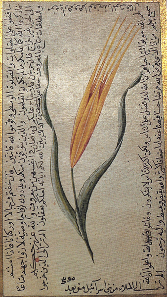Tulipe turque Gravure Ecriture