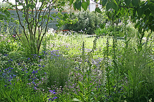 Jardin sauvage prairie fleurie Mioulane NewsJa