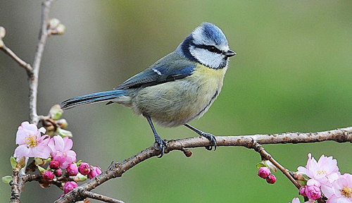 Mesange bleueu Fauna