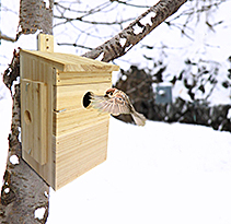 Oiseau Nichoir Hiver Neige Fauna