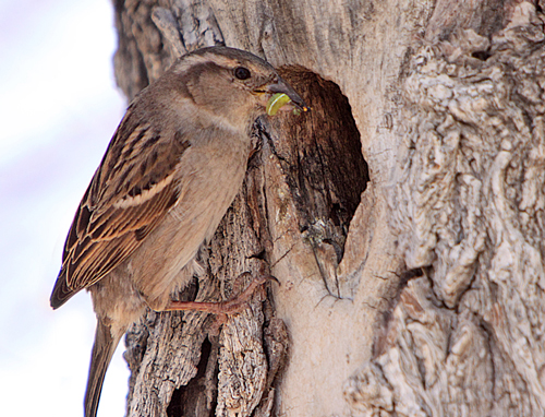 Passer domesticus Moineau domestique