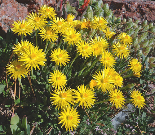 Bergeranthus jamesii Aizoaceae Flora