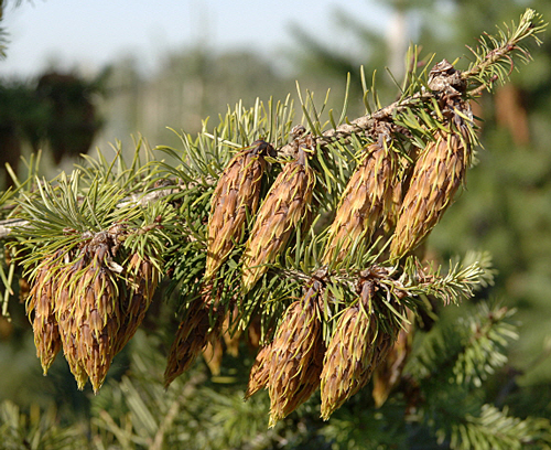 Pseudotsuga menziezii MAP NPA 060921088