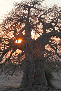 Adansonia Baobab Mioulane MAP NPM 2307510347