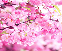 Cerisier Japonais Fleurs Flora