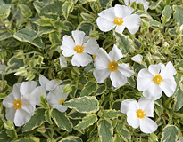 Cistus Mioulane MAP NPM 850394615