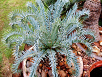 Encephalartos horridus