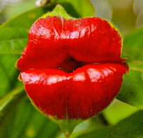 Psychotria elata Flora