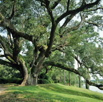 Quercus virginicus Mioulane MAP NPM GIP0095096