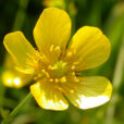 Ranunculus acris Lavin