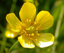 Ranunculus acris Lavin