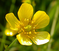 Ranunculus acris Lavin