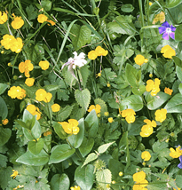 Ranunculus acris Mioulane MAP NPM GIP0097354