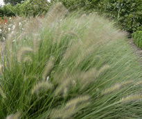 Vent Pennisetum Mioulane MAP NPM 110110263