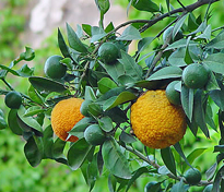 Citrus bergamia Flora