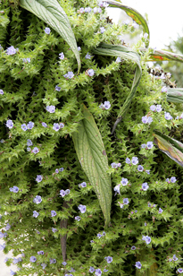 Echium pininana Mioulane MAP NPM 091028053