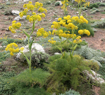 Ferula asfoetida Fenouil geantFlora