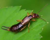 Forficule perce oreilles Fauna