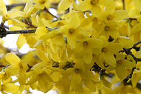 Forsythia Mioulane MAP XY7S3335