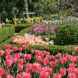 Massif Tulipe Mioulane MAP NPM 84977133