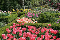 Massif Tulipe Mioulane MAP NPM 84977133