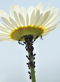 Puceron Anthemis Pasquel MAP NPAC 101012097