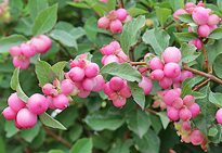Symphoricarpos Magical Candy Mioulane MAP NPM 070827021