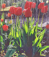 Tulipe pluie Flora