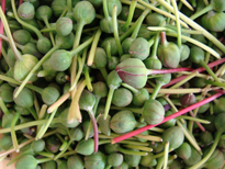 capparis spinosa bouton capre Flora