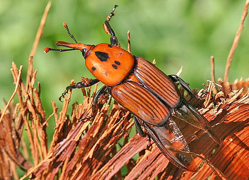 Charancon palmier Rhynchophorus Fauna