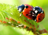 Coccinelle accouplement vignette NPA 060126026