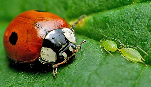 Coccinelle adalia Pucerons Fauna