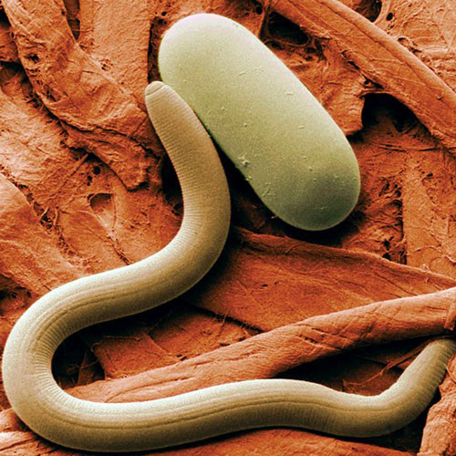 Nematode Steinernema carpocapsae