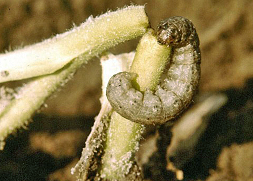 Nematodes Sc anti Vers Gris, Courtilières, Tipules, Noctuelles