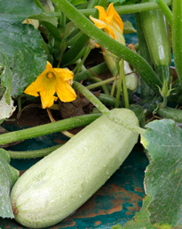 Courgette Blanche Mioulane MAP NPM 850444090