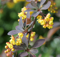 Berberis Mioulane MAP NPM 84940131