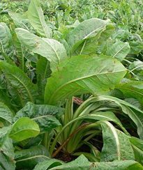 Cichorium intybus Chicoree Bruxelles Flora
