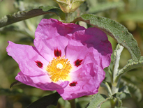 Cistus purpureus MAP ADE 060602054