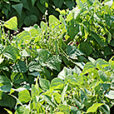 Haricot Mioulane MAP NPM 914377228