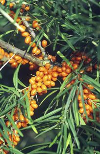 Hippophae argousier MAP ADE GIP0032011