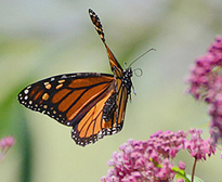 Papillon en vol Monarque